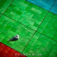 Bird on colorful tiled roof