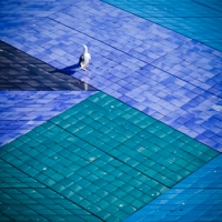 Bird on colorful tiled roof