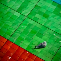 Bird on colorful tiled roof
