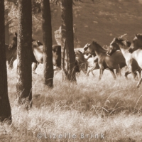 Horses running through a forrest