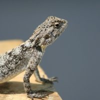 Gecko Lizard