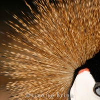 Crowned Crane bird