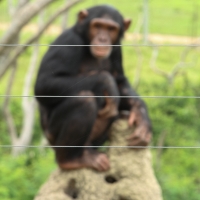 Chimpanzee sanctuary