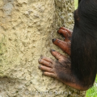 Chimpanzee toes