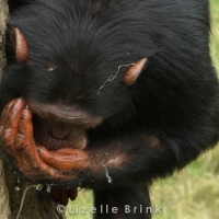 Chimpanzee drinking water