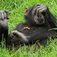 Chimpanzee in grass