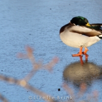 Duck on ice