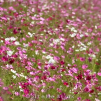 Cosmos fields