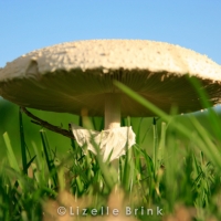 plant-12.jpg