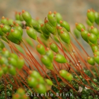 plant-13.jpg