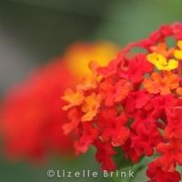 plant-2.jpg
