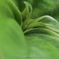 plant-4.jpg
