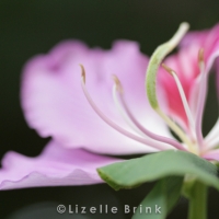 plant-5.jpg