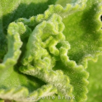 plant-6.jpg