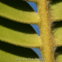 plant-7.jpg