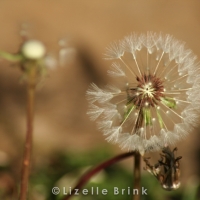 plant-8.jpg